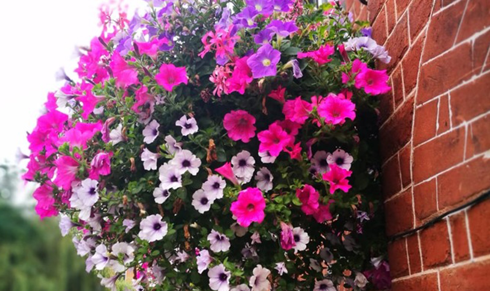 Hanging Basket In Full Bloom