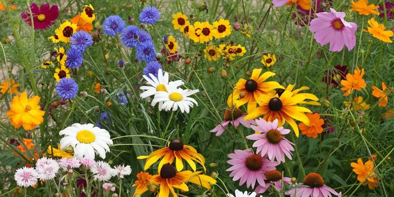 Wildflowers 1024X925 1000X