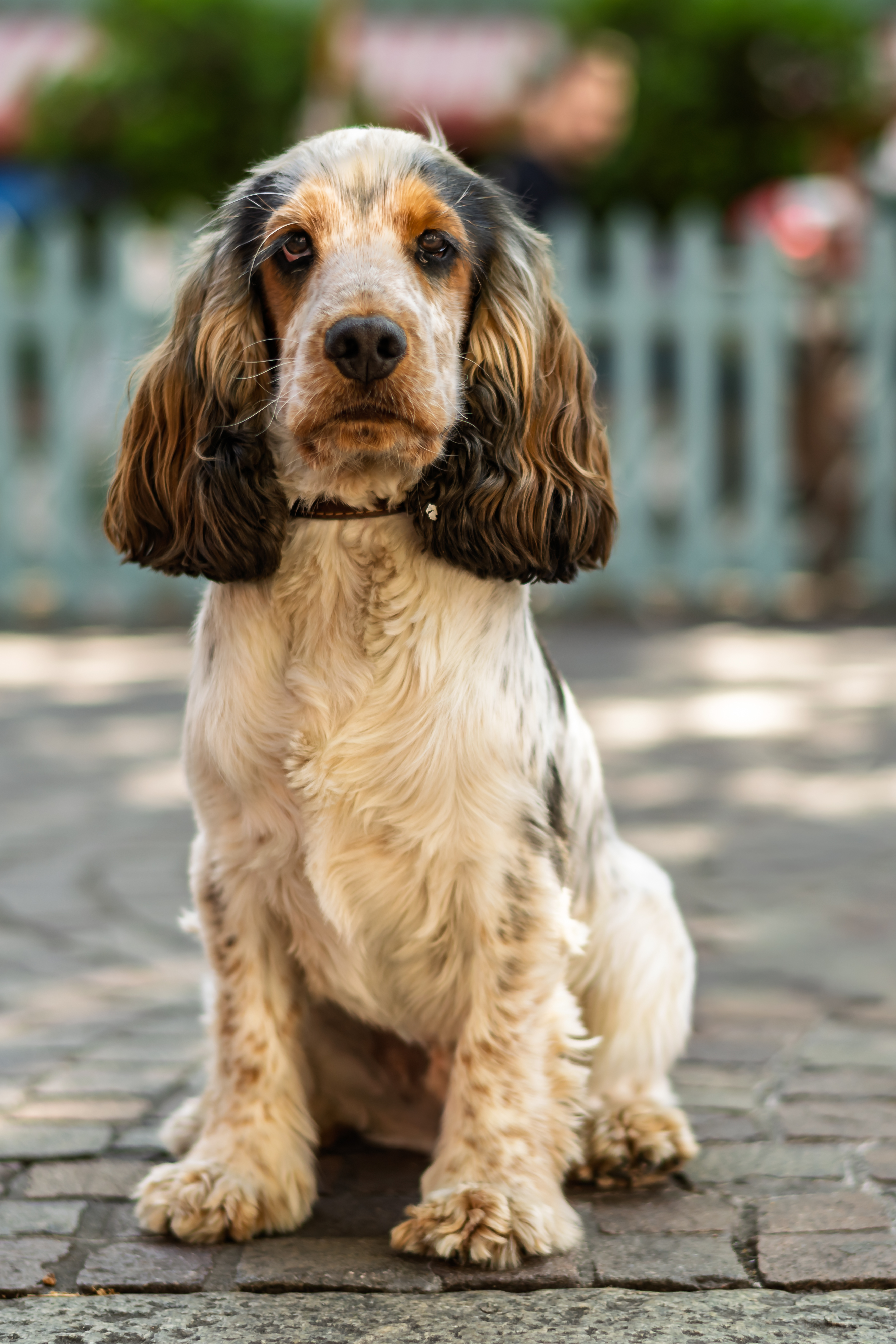 Newburymarketpetday2026 27