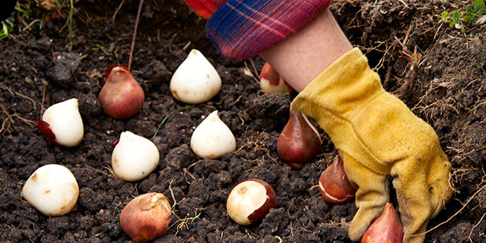Hand Planting Bulbs